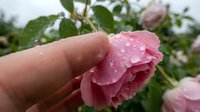 Hand holding delicate pink rose with water droplets in garden setting. Fresh blooming flower with natural dew for romantic and nature themes.