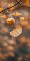 Delicate ginkgo leaf in warm golden tones with soft bokeh background, capturing autumn foliage and nature's seasonal transition for fall designs.
