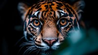 Close-up portrait of majestic tiger face with intense amber eyes and distinctive black stripes on orange fur against blurred jungle background.