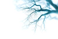 Bare winter tree branches silhouetted against soft blue sky, creating dramatic natural pattern with delicate twigs and limbs spreading across misty background.