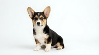 Adorable tricolor Corgi puppy sitting on white background, isolated cute dog with perky ears and fluffy coat for pet lover designs and marketing materials.