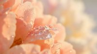 Delicate peach rose petals with morning dew drops creating romantic soft focus background for wedding invitations and feminine design projects.