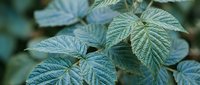 Fresh green raspberry leaves with detailed texture and natural lighting for botanical and gardening projects.