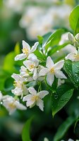 Fresh white mock orange blossoms with water drops on green leaves in spring garden, soft natural bokeh background creates dreamy atmosphere.