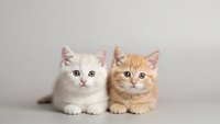 Two adorable kittens sitting together, white and orange tabby breeds with bright eyes, perfect for pet care marketing and animal lover content.