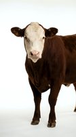 Brown and white cow standing facing camera against white background, suitable for agriculture, livestock, and farming industry projects.