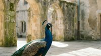 Majestic peacock standing in ancient stone courtyard with weathered arches, displaying vibrant blue and green plumage against historic architecture backdrop.