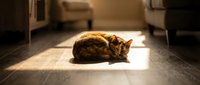 Tabby cat resting on wooden floor in sunlight, domestic pet lounging indoors for home and lifestyle content.