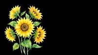 Bright sunflowers with green leaves isolated on transparent background, ready for t-shirt designs, clipart, stickers, sublimation, print-on-demand products and digital crafts.