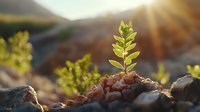 Young green sprout growing from soil and rocks at sunset, symbolizing hope, new beginnings and environmental conservation. Natural sunburst adds warmth and inspiration.