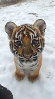 Adorable tiger cub standing in snow with snowflakes on fur, looking up at camera with bright eyes and distinctive orange and black striped markings.