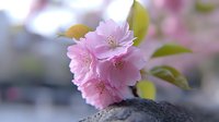 Delicate pink cherry blossoms in full bloom with soft bokeh background, spring flowering tree branch with tender petals and visible stamens for nature designs.