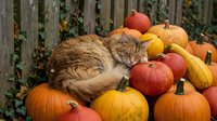 Orange tabby cat sleeping peacefully on colorful autumn pumpkins and gourds creating cozy fall harvest scene for seasonal home decor and pet photography.