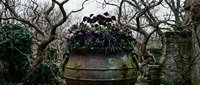 Weathered stone planter with purple flowers surrounded by bare winter tree branches in rustic garden setting for landscaping design projects.