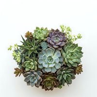 Colorful succulent arrangement with echeveria, haworthia and sedum plants in circular composition on white background for home decor and gardening projects.