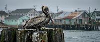 Brown pelican perched on weathered wooden pier post with colorful coastal village houses and boats in soft focus background for wildlife photography.