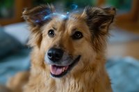 Friendly brown mixed breed dog with fluffy fur smiling at camera, showing happy expression with tongue out. Close up portrait against soft blurred background.