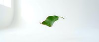 Single green leaf with wilted edges isolated on white background, suitable for botanical, nature, and design projects.