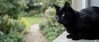 Black cat with bright green eyes sitting on concrete ledge outdoors with blurred garden path background for pet and animal lifestyle concepts.