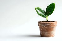 Young green plant seedling with two glossy leaves growing in rustic terracotta pot against white background, symbolizing growth, new beginnings and sustainability.