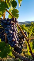 Ripe dark grape clusters hanging on vine with green foliage and rolling vineyard landscape in background under clear sky. Suitable for wine, agriculture, and harvest themes.