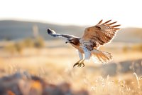 Majestic red-tailed hawk swooping down to catch prey in golden morning light, wings spread against blurred natural grassland background during hunting flight.