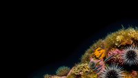 Vibrant underwater coral reef ecosystem with sea urchins and marine life on black background for educational and commercial design projects.
