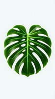 Vibrant green Monstera deliciosa leaf with natural perforations isolated on white background, ready for design projects and botanical illustrations.