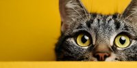 Adorable tabby kitten with bright yellow eyes peeking over yellow surface. Curious domestic cat portrait with striped fur pattern on vibrant background.