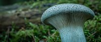 Wild mushroom with textured cap growing in mossy forest floor environment showcasing natural fungi biodiversity and woodland ecosystem details.