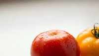 Fresh ripe red and yellow tomatoes with water droplets on clean white background for healthy cooking and organic food concepts.