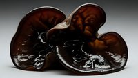 Fresh ganoderma lucidum reishi mushrooms with glossy brown caps and dark stems on white background for health supplement and natural medicine concepts.