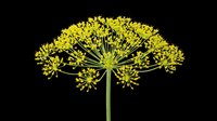 Bright yellow dill flower umbel isolated on transparent background, ready for t-shirt design, stickers, clipart, print on demand, and sublimation projects.