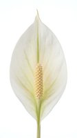 White peace lily flower with yellow spadix isolated on white background for botanical design and floral arrangements.