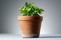 Fresh parsley growing in traditional terracotta pot against neutral background, showing organic gardening and culinary herbs for cooking and home growing.