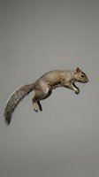 Gray squirrel leaping mid-air against a neutral background, showcasing agility and natural wildlife energy for nature and animal themed projects.