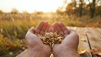 Hands holding sunflower seeds at sunset in rural field. Harvest concept for agriculture, farming, organic food production and sustainable living.