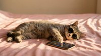 Tabby cat lying on pink bedding while playing with smartphone, curious feline interacting with mobile device technology.