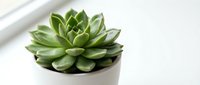 Small green succulent plant in white ceramic pot on bright surface with natural window light creating minimalist home decor arrangement for interior design.