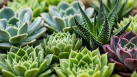 Colorful succulent plants collection featuring various species with green, purple and spotted leaves arranged together for gardening and home decor projects.