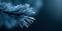 Frost-covered pine needles with ice crystals in winter morning light creating natural seasonal background for holiday and cold weather themes.