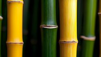 Fresh bamboo stems in vibrant yellow and green colors showing natural nodes and segments in close-up macro photography against dark background, nature pattern.