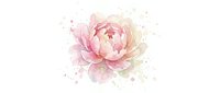 Soft pink peony flower with delicate petals and watercolor splashes on transparent background for wedding invitations and romantic designs.