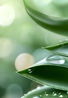 Fresh water drops on green leaves against soft bokeh background, creating natural zen atmosphere. Macro photography for wellness and spa concepts.