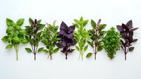 Fresh culinary herbs arranged in row including basil, purple basil, oregano, thyme and parsley on white background for cooking and seasoning recipes.