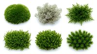 Six isolated moss and lichen plant varieties on white background, showcasing lush green textures for nature, botany, and garden design projects.