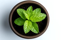 Fresh mint leaves growing in brown ceramic pot on white background, top view. Aromatic herb for cooking, cocktails and natural medicine.