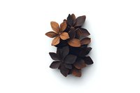 Paper craft flowers in dark brown and chocolate tones arranged on white background, creating elegant shadow effect. Isolated decorative floral composition.