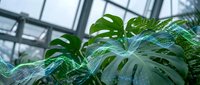 Lush green monstera deliciosa plants with split leaves growing in modern greenhouse with glass ceiling and natural light for indoor gardening and botanical decor.