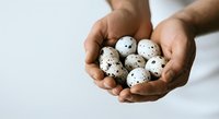 Hands holding fresh quail eggs with speckled shells on white background. Suitable for food, cooking, nutrition, and organic product marketing materials.